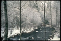 009087 Snow Covered Bare Trees At Stream A4 Photo Print