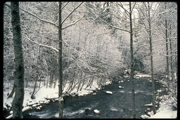 009087 Snow Covered Bare Trees At Stream A4 Photo Print