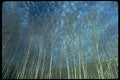 009088 Patterned Clouds Through Bare Trees A4 Photo Print