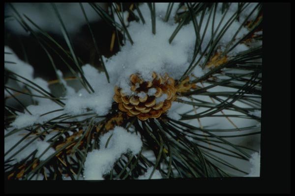 009091 Snow On Pine Cone And Needles A4 Photo Print