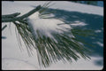 009092 Snow On Pine Needles A4 Photo Print