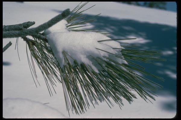 009092 Snow On Pine Needles A4 Photo Print