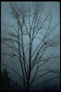 009093 Eagles In Bare Tree A4 Photo Print
