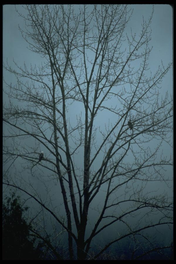 009093 Eagles In Bare Tree A4 Photo Print