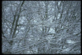 009094 Frosted Bare Branches A4 Photo Print