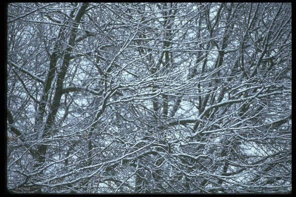 009094 Frosted Bare Branches A4 Photo Print