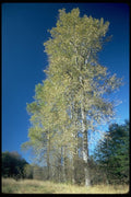 009095 Tall Yellow Trees A4 Photo Print