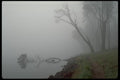 009098 Fog On Lakeside Trees A4 Photo Print