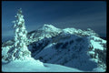 009099 Snow Covered Evergreen A4 Photo Print