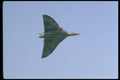 010017 Vulcan Bomber A4 Photo Print