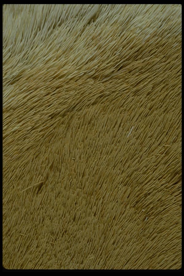 011012 Yellow Fur A4 Photo Print