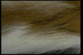 011013 White And Chestnut Fur A4 Photo Print