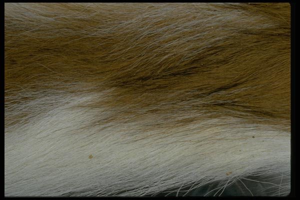 011013 White And Chestnut Fur A4 Photo Print