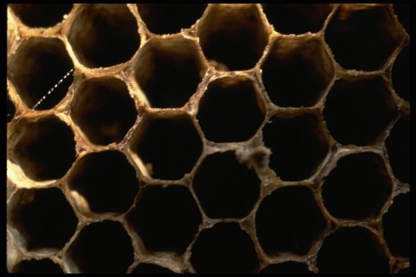 011020 Honeycomb A4 Photo Print