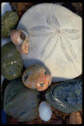 011024 Sand Dollar And Coloured Stones A4 Photo Print