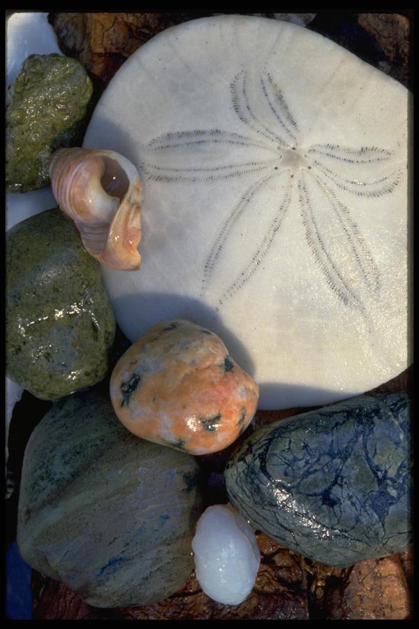 011024 Sand Dollar And Coloured Stones A4 Photo Print