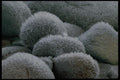 011029 Frost On Rounded Rocks A4 Photo Print