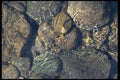 011030 Rocks Through Water A4 Photo Print