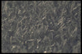 011035 Ice Crystals A4 Photo Print