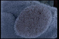 011037 Furry Frosted Rock Closeup A4 Photo Print