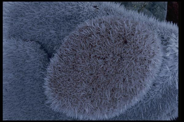 011037 Furry Frosted Rock Closeup A4 Photo Print