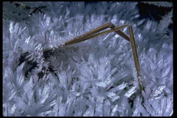 011039 Long Frost Crystals A4 Photo Print