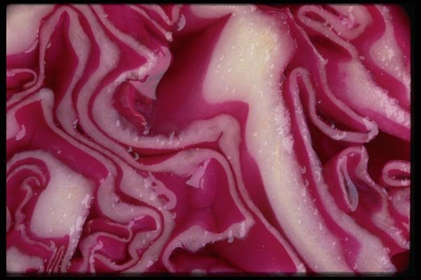 011046 Detail Cut Purple Cabbage A4 Photo Print