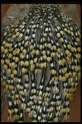 011048 Yellow And Black Feathers A4 Photo Print