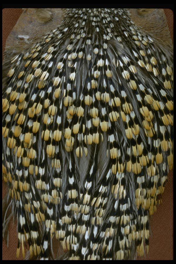 011048 Yellow And Black Feathers A4 Photo Print