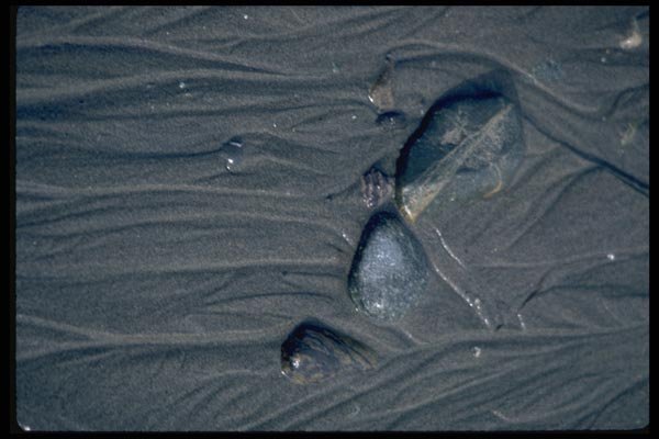 011053 Water Patterns In Wet Sand A4 Photo Print