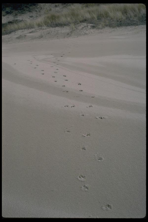 011058 Animal Tracks In Sand A4 Photo Print