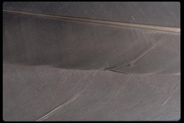 011062 Feather Closeup A4 Photo Print