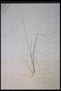 011065 Grass In Sand A4 Photo Print