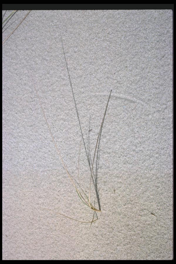 011065 Grass In Sand A4 Photo Print