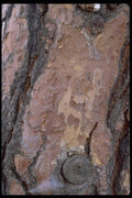 011067 Red Tree Bark A4 Photo Print