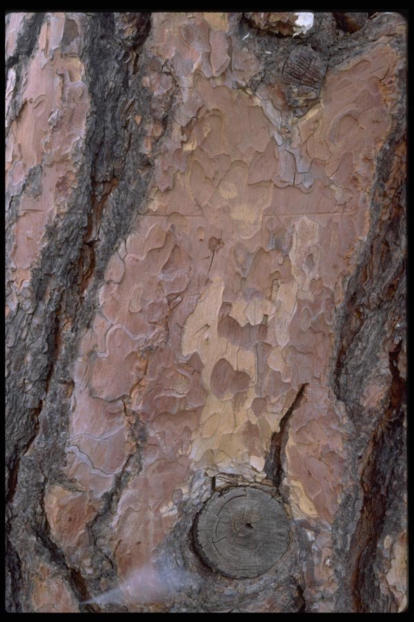 011067 Red Tree Bark A4 Photo Print