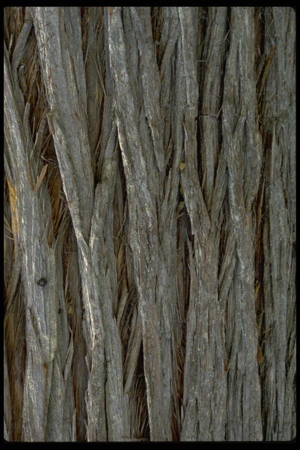 011068 Vertical Patterned Tree Bark A4 Photo Print