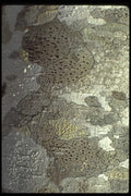 011069 Birch Tree Bark A4 Photo Print