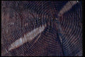 011072 Tree Cross Section A4 Photo Print