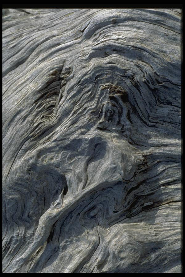 011074 Bleached Driftwood Whorl A4 Photo Print