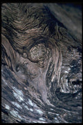 011076 Whorled Wood A4 Photo Print