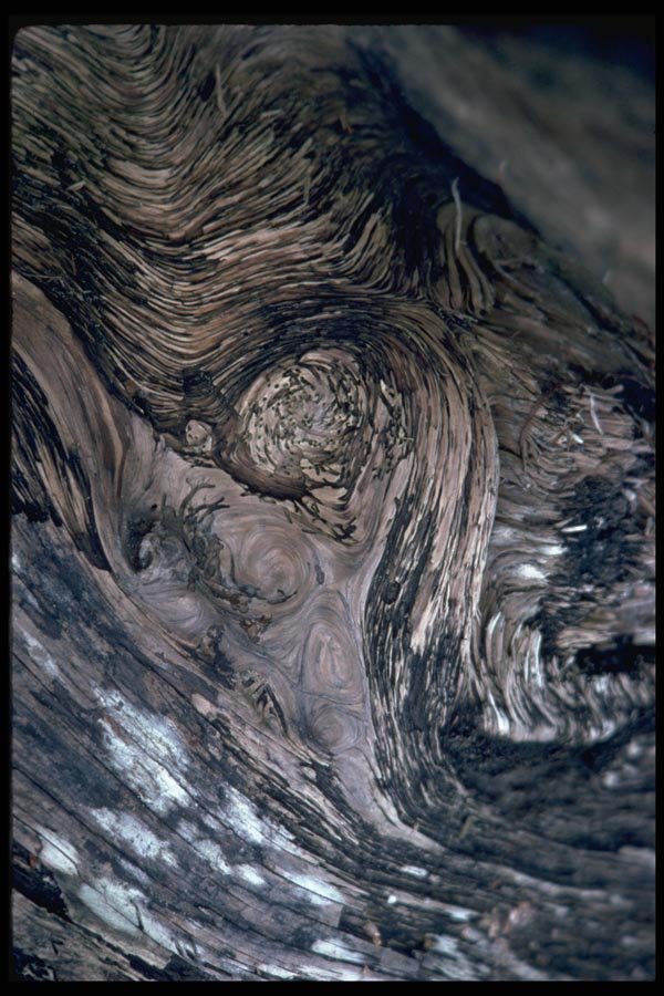 011076 Whorled Wood A4 Photo Print