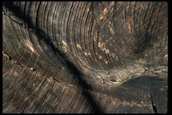 011077 Brown Weathered Wood A4 Photo Print