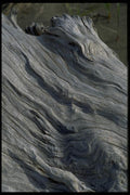 011078 Bleached Driftwood Log A4 Photo Print