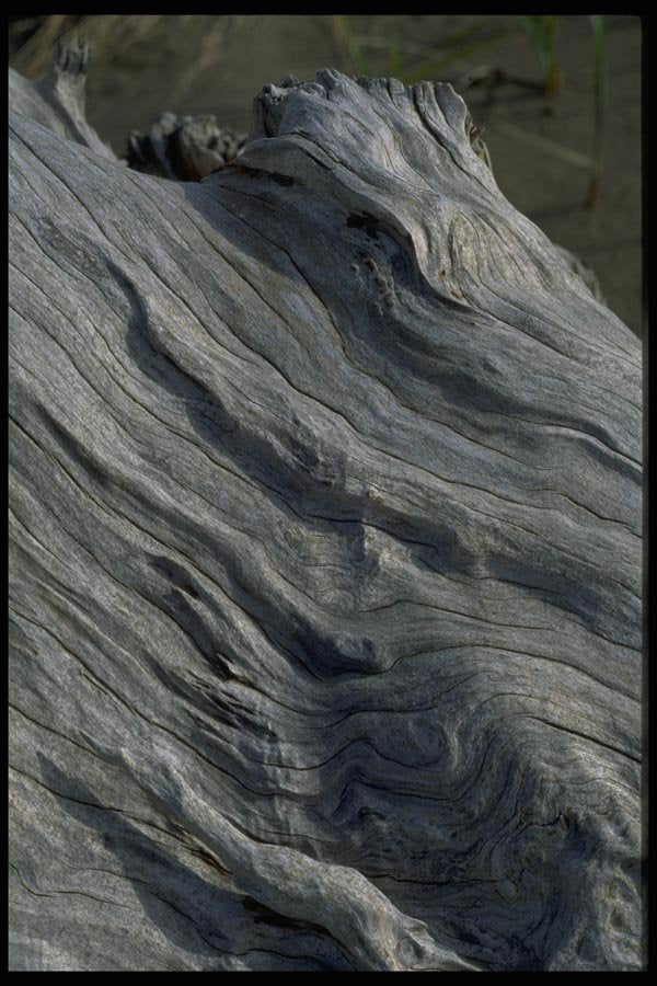 011078 Bleached Driftwood Log A4 Photo Print