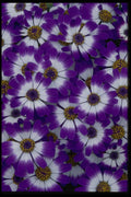 011079 Purple And White Flowers A4 Photo Print