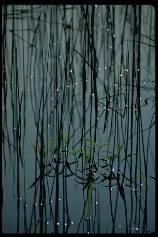 011080 Lake Grass With Sun Highlights A4 Photo Print