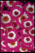 011081 Bright Pink Cineraria A4 Photo Print