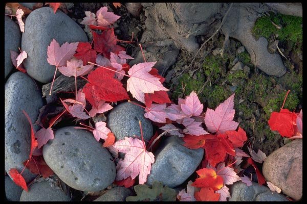011082 Red Leaves On Stones A4 Photo Print