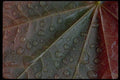 011084 Raindrops On Veined Leaf A4 Photo Print